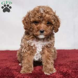 Lonnie, Cavapoo Puppy